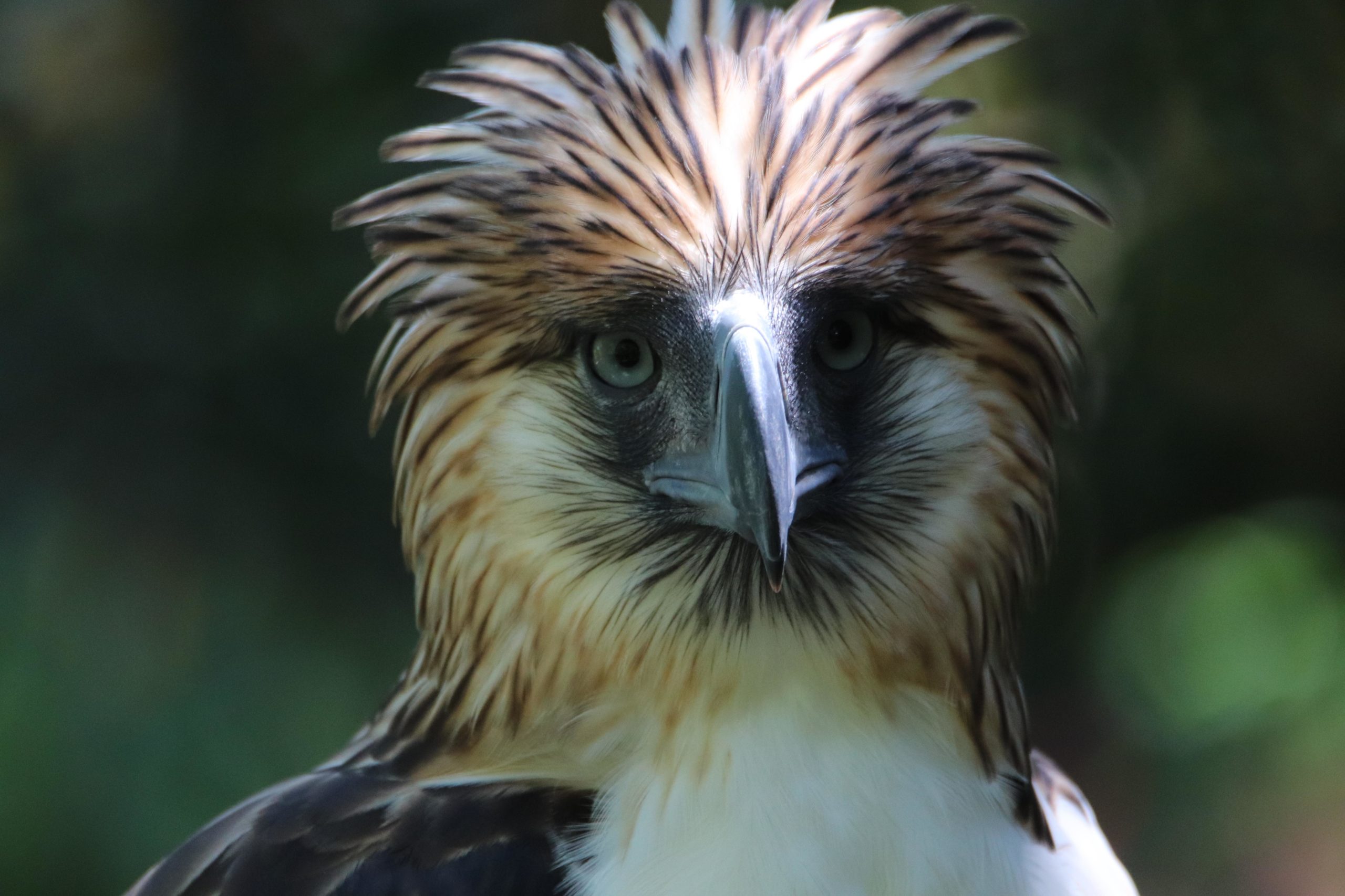 Sustained Flight: Eagle Cement Celebrates Philippine Eagle Week In 