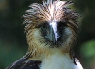 Sustained Flight: Eagle Cement Celebrates Philippine Eagle Week in Partnership with the Philippine Eagle Foundation