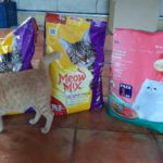 Cat food for the animals under the care of PAWS