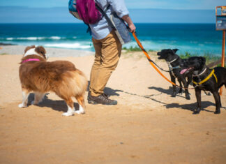 Top Pet-Friendly Staycation Spots For You And Your Furbabies