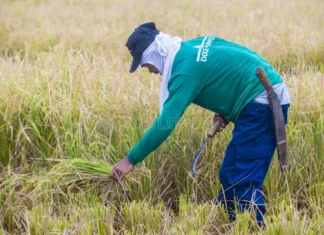 From Fields to Plenary: How Local Producers Are Fighting to Reclaim the Rice Market